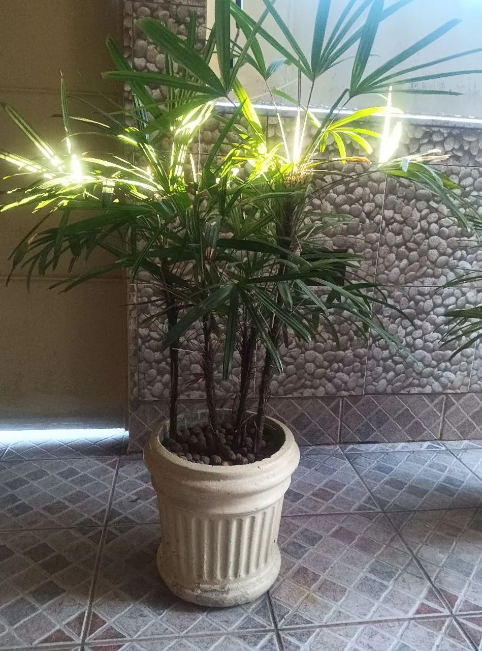 Amilcas e coqueiro e vasos - Foto 3