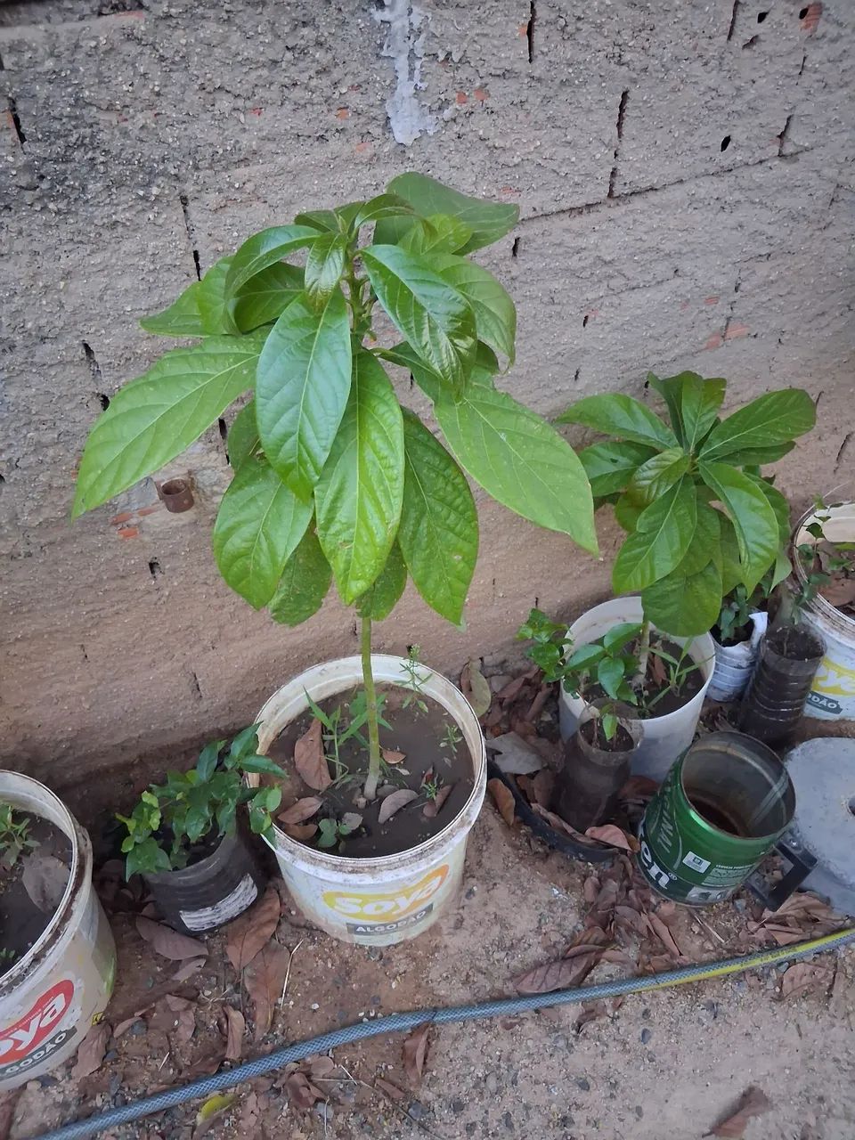 Muda de abaca - Foto 3