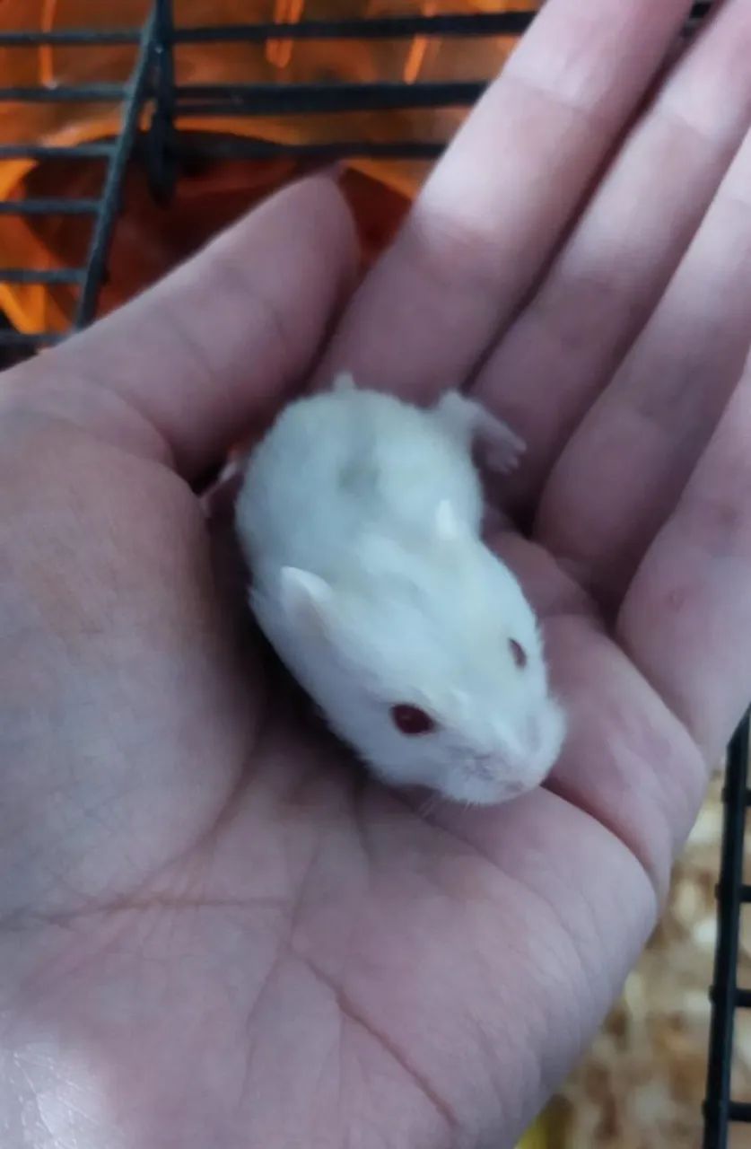 Hamster Anão russo filhotes - Foto 3