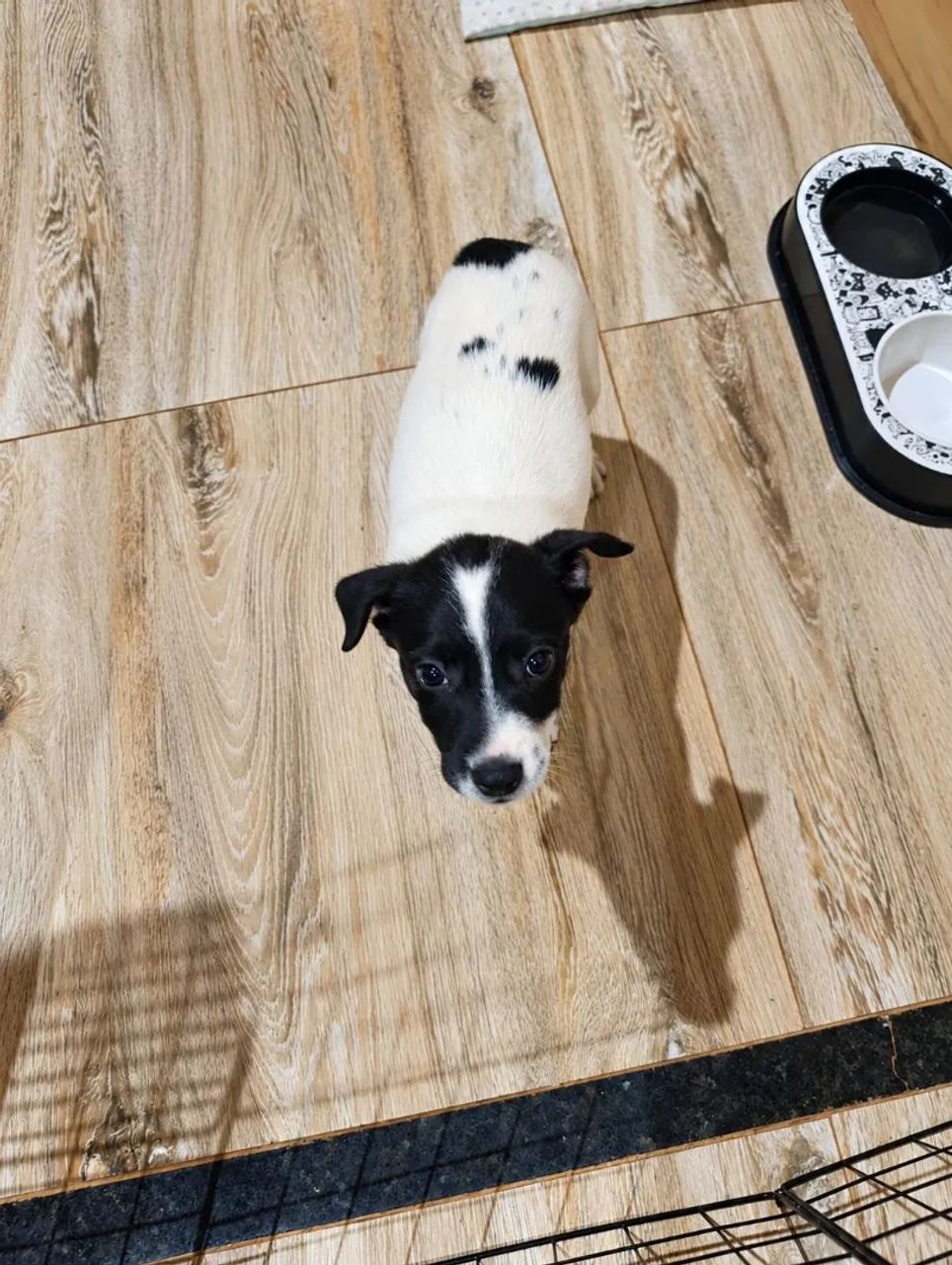 Doação cachorro/cãozinho  - Foto 3