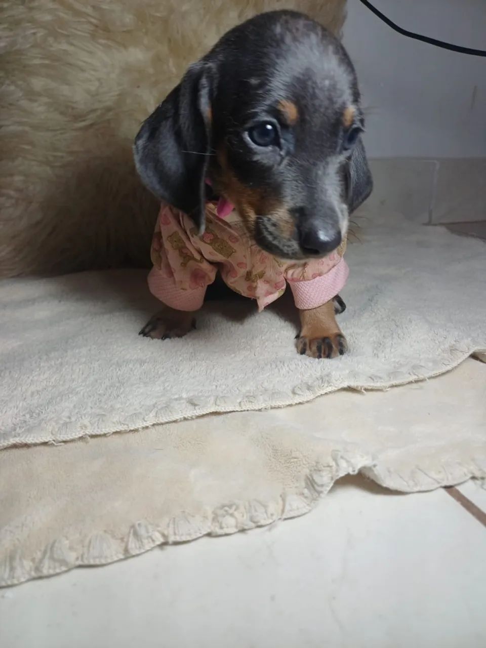 Cachorro  - Foto 2