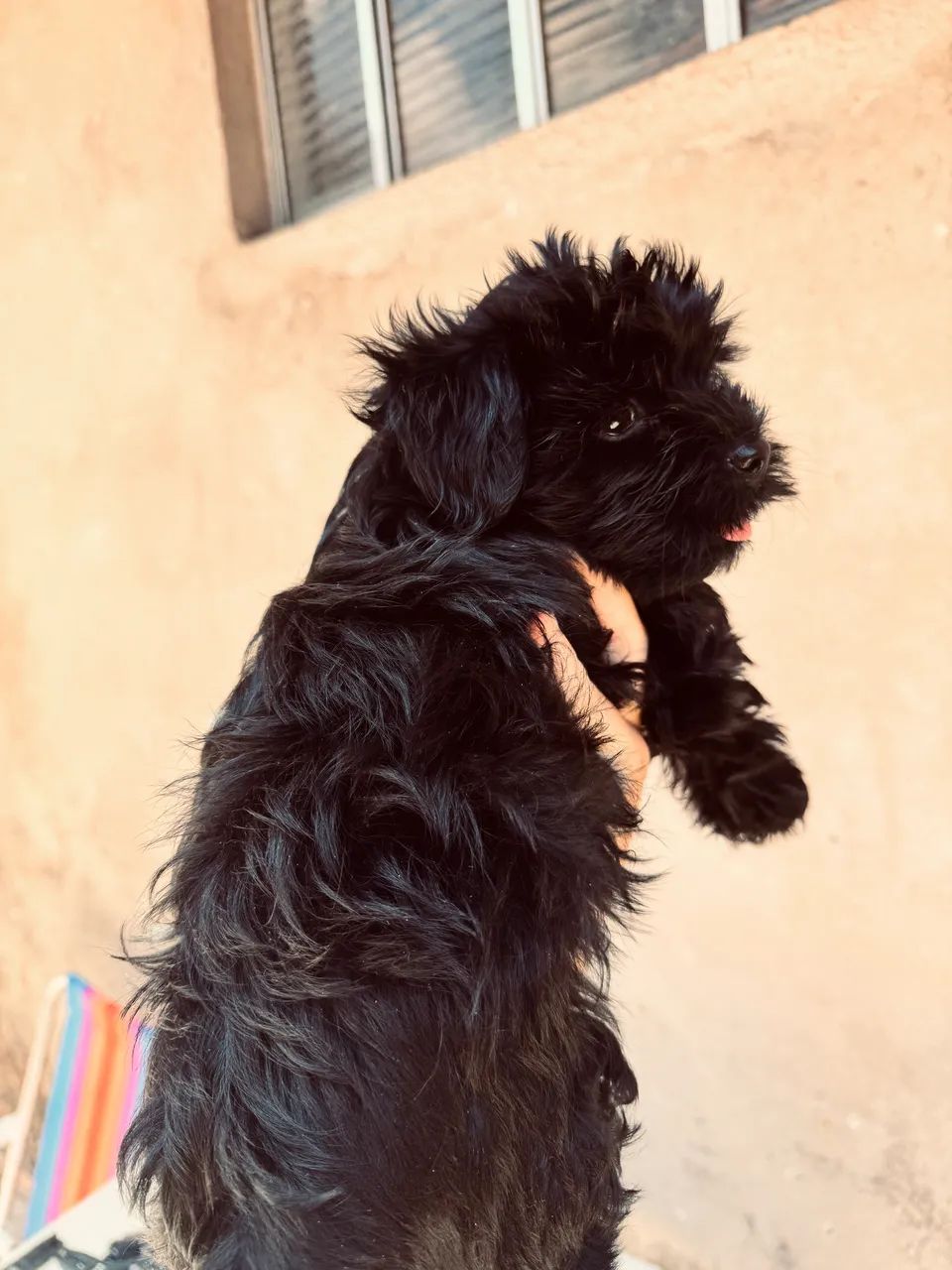 Filhote de lhasa apso - Foto 2