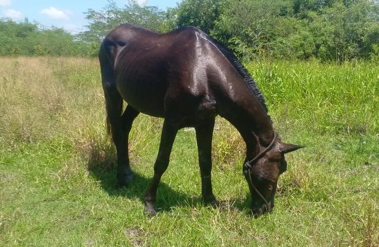 Cavalo Muito Dócil Sela/Charrete/Carroça- Campos dos Goytacazes Rj  - Foto 2