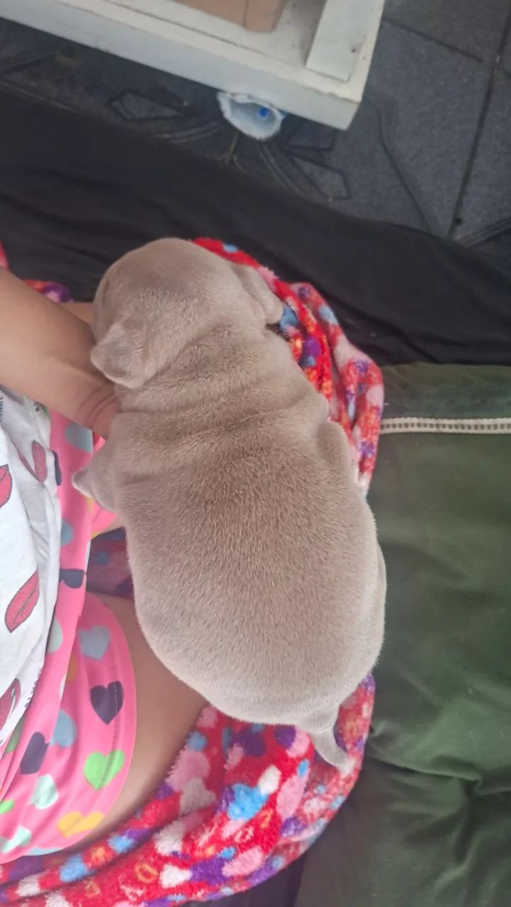 American bully  - Foto 2