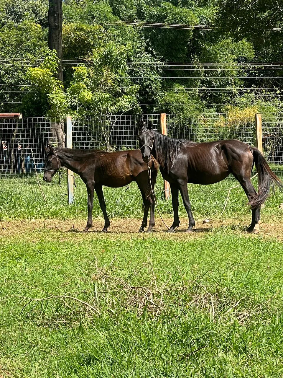 Vende-se Égua e potro  - Foto 6