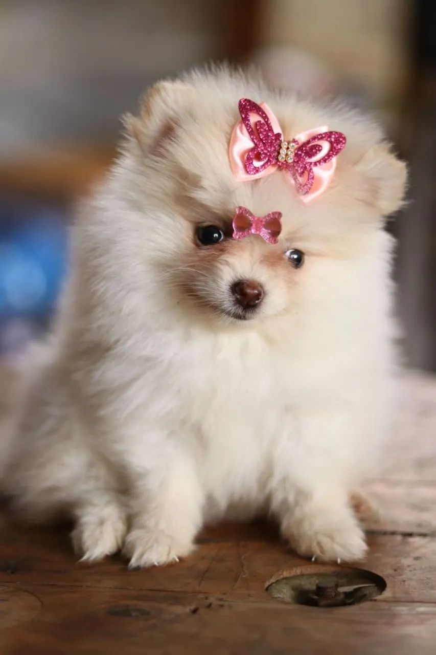 Spitz