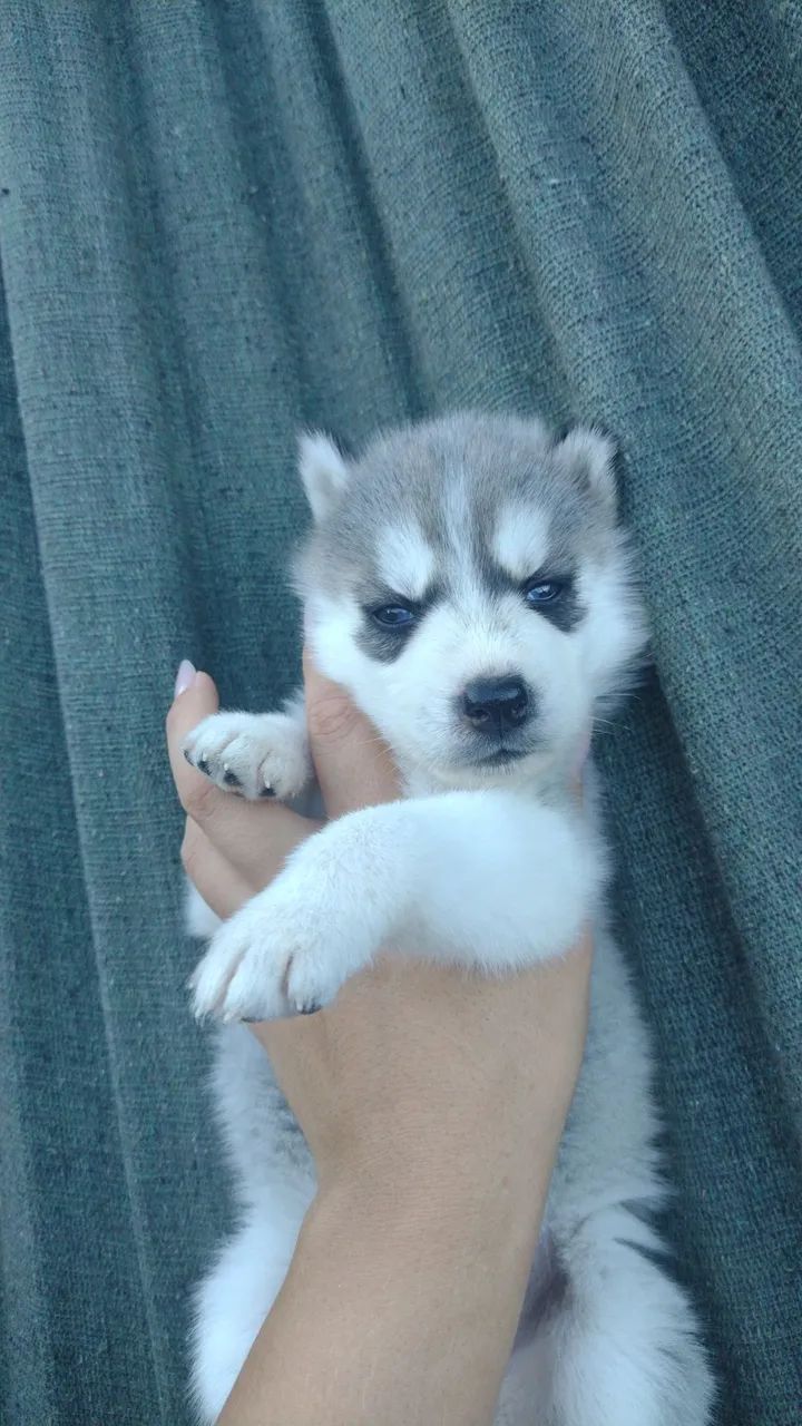 Filhotes de husky siberiano  - Foto 2