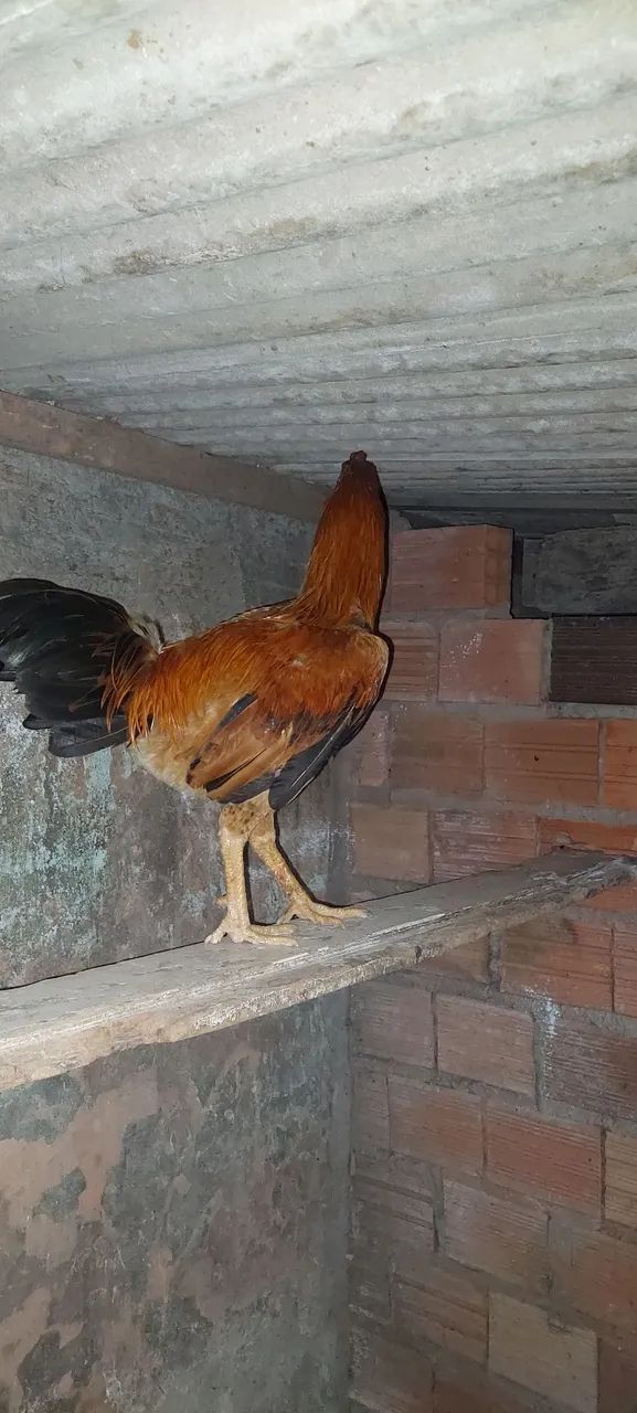 Lindo frango  - Foto 2