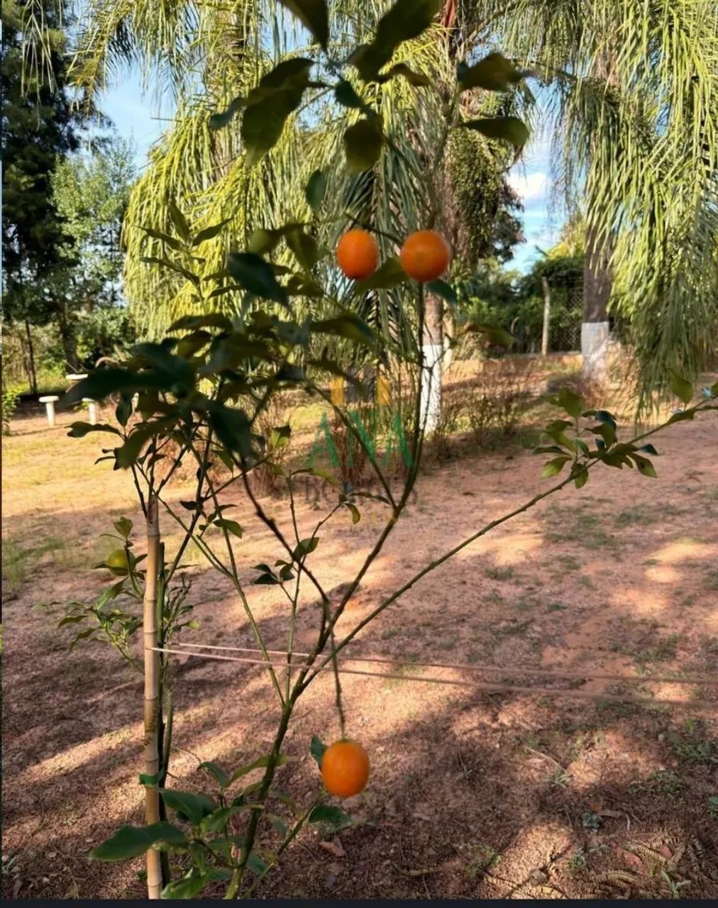 Chácara Nova com 03 dormitórios a Venda - Foto 5