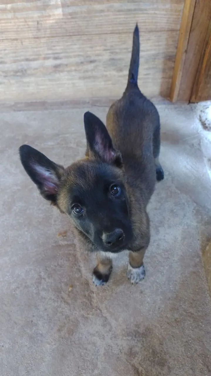 Filhotes Pastor Malinois  - Foto 3