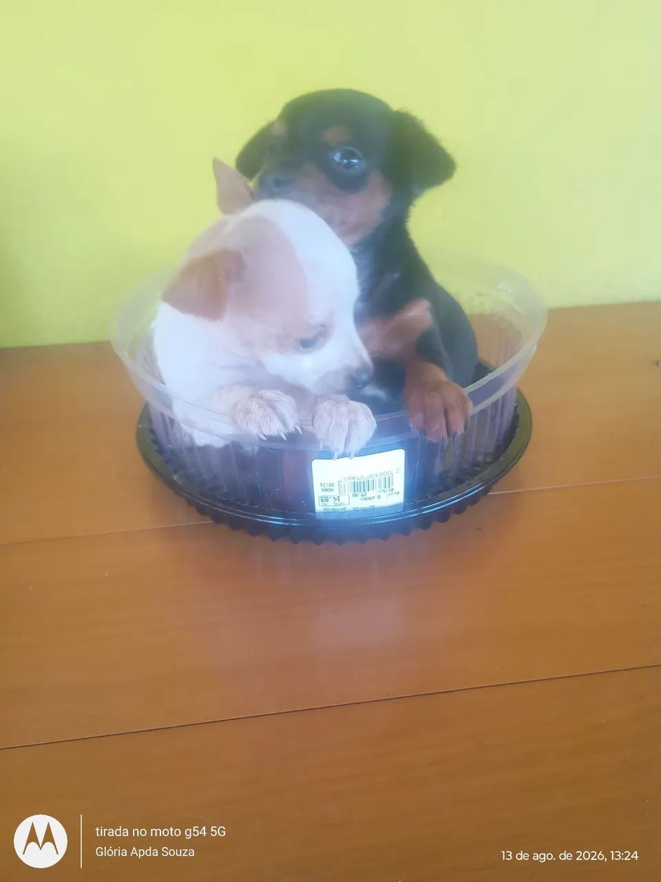 Casal de Pincher  - Foto 2