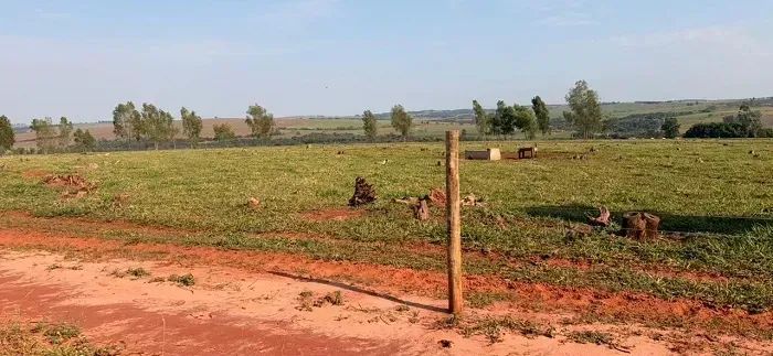 CANA - PECUÁRIA - Área Rural 34 Alqueires - Foto 4