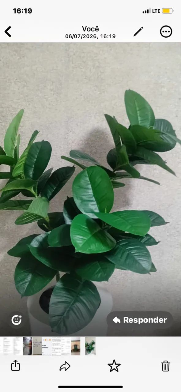 Planta fícus 