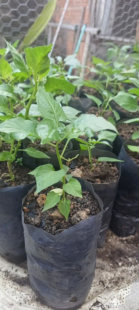 Não entrego  - Foto 4