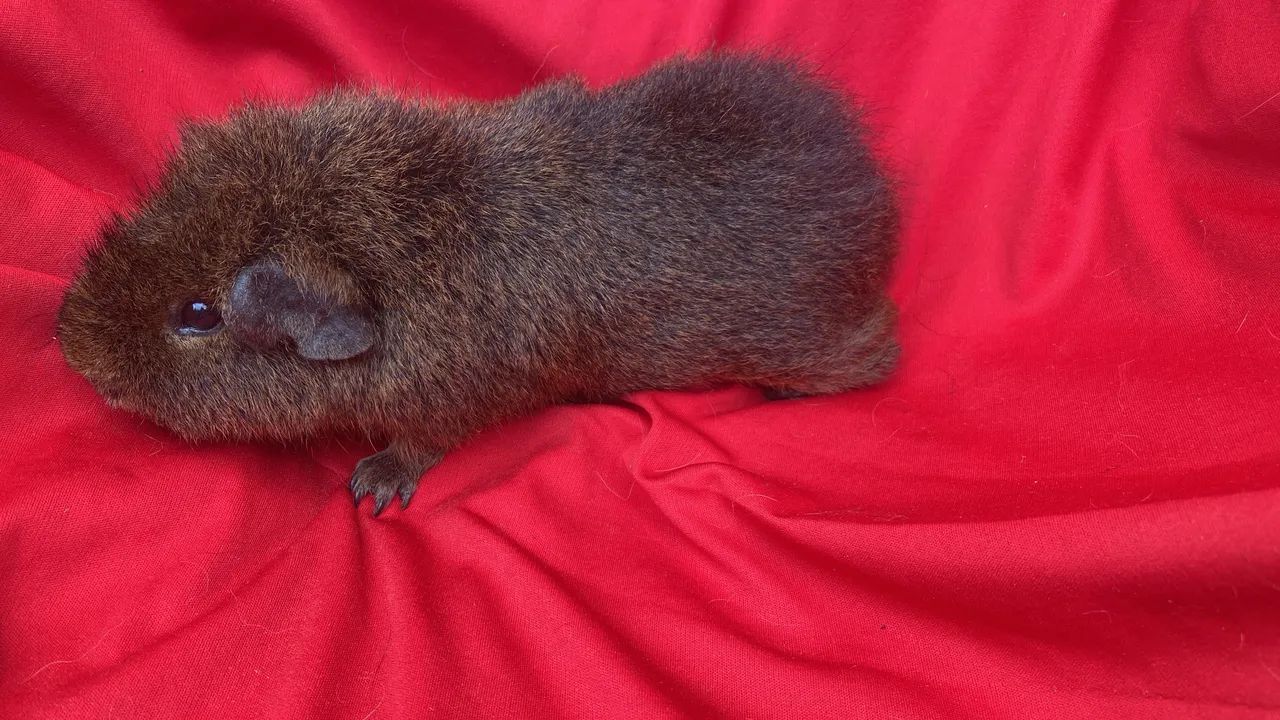 Porquinho da índia Teddy  - Foto 3