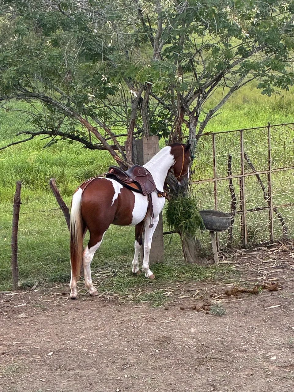 Potro Paint Horse - Foto 2