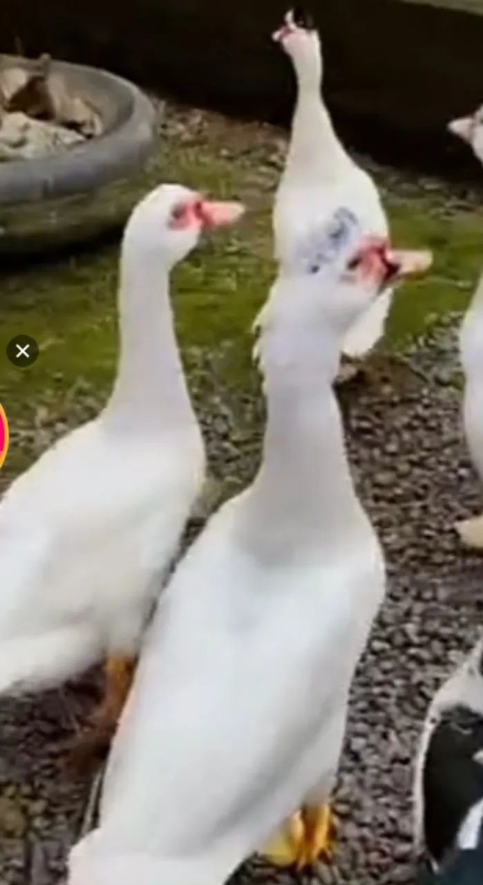 Pato macho