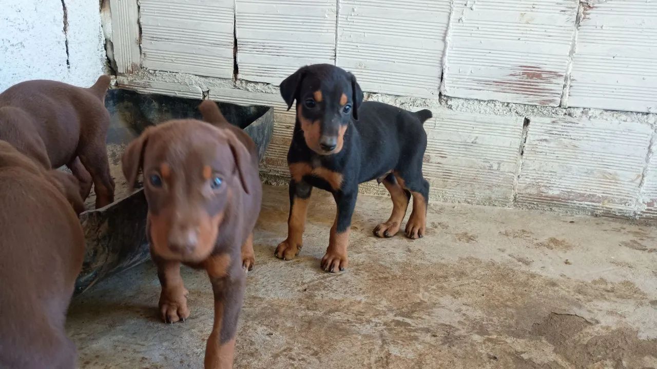 Filhotes de dobermann com pedigree  - Foto 5