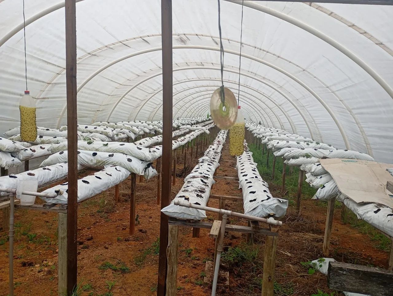 Estufa de Morango - Foto 3