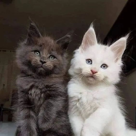 Gatos da Raça Maine Coon