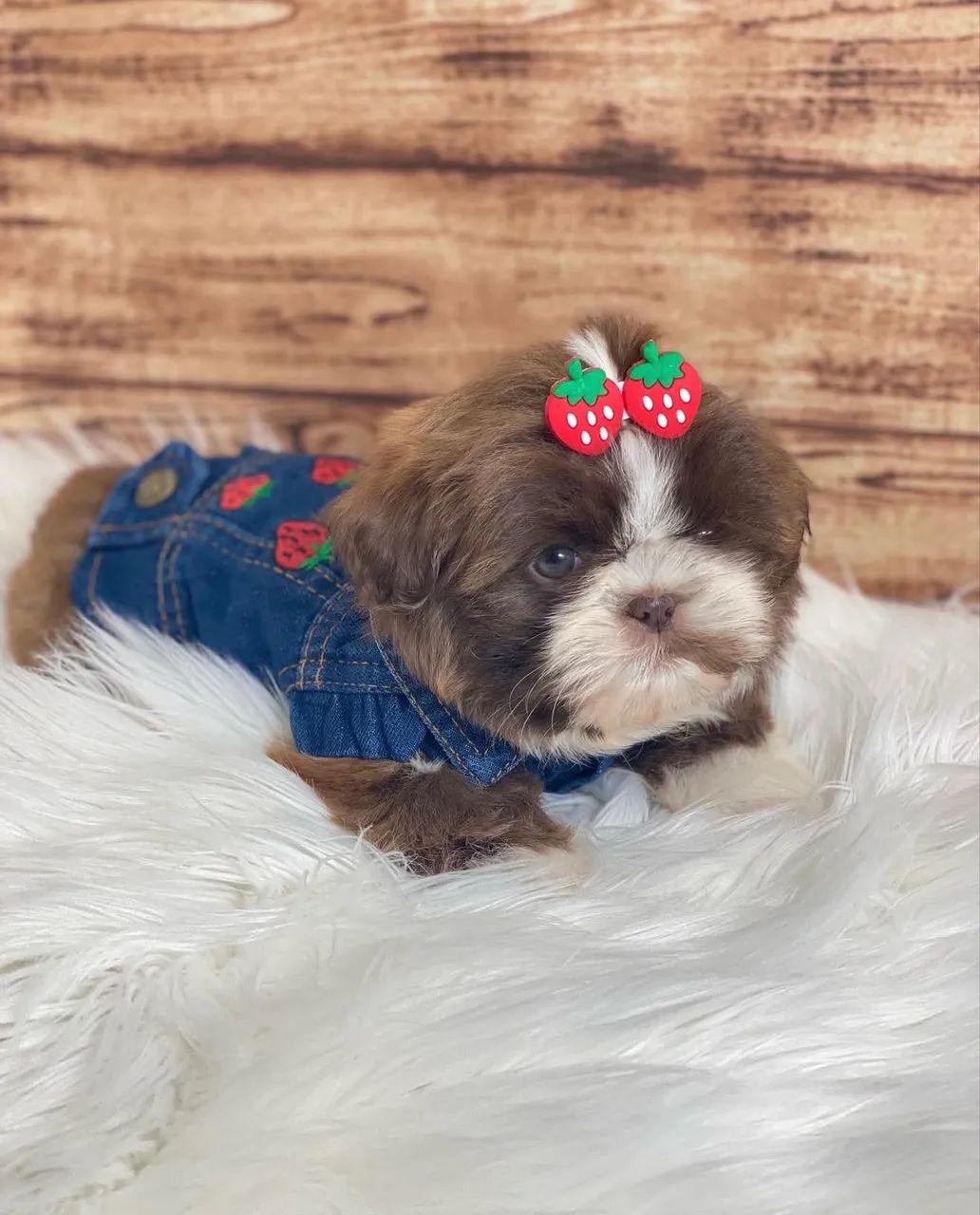 Shihtzu  - Foto 4