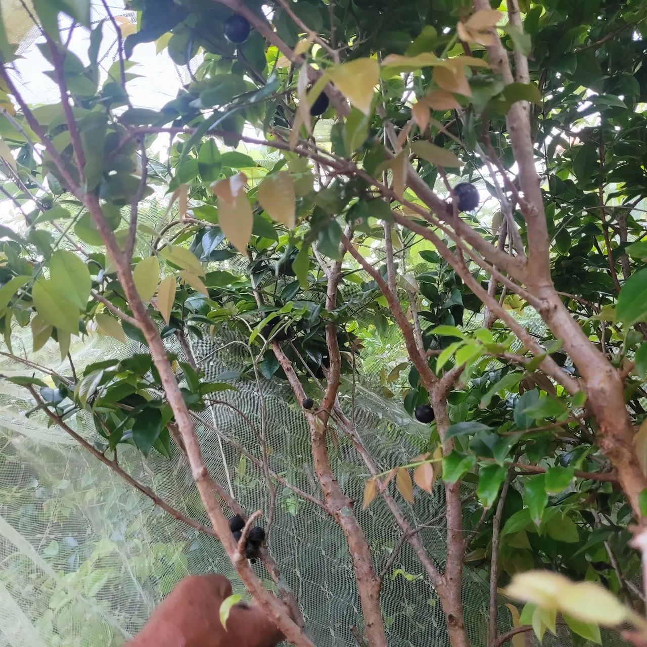 Pe de Jabuticaba  - Foto 2