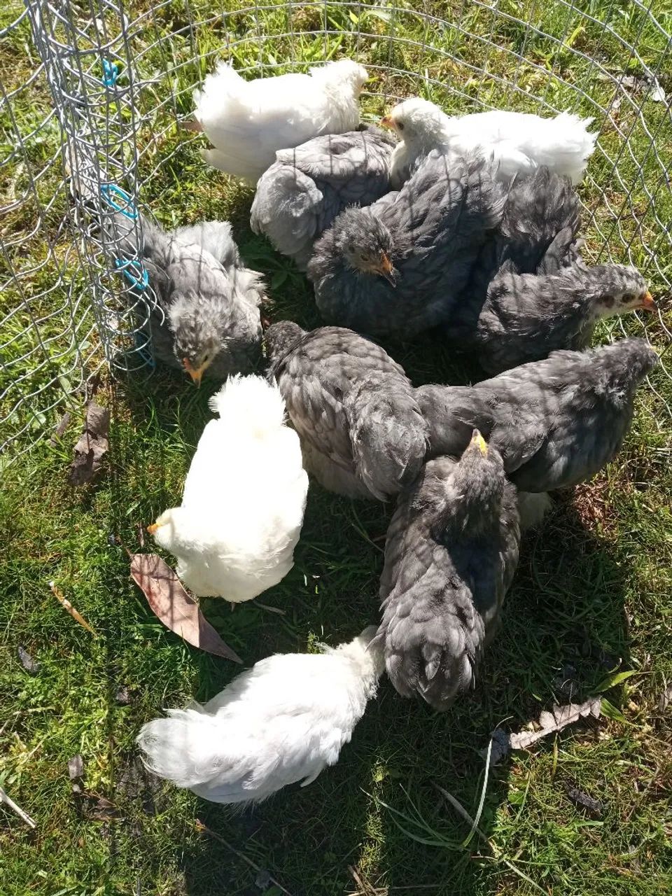 Franguinhas de mini cochin com 2 meses