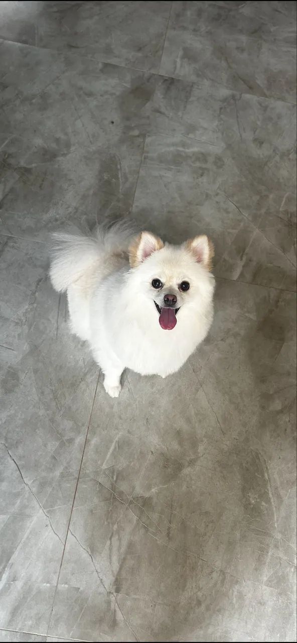 Vendo cachorrinha Spitz alemão/ Lulu da pomerania 