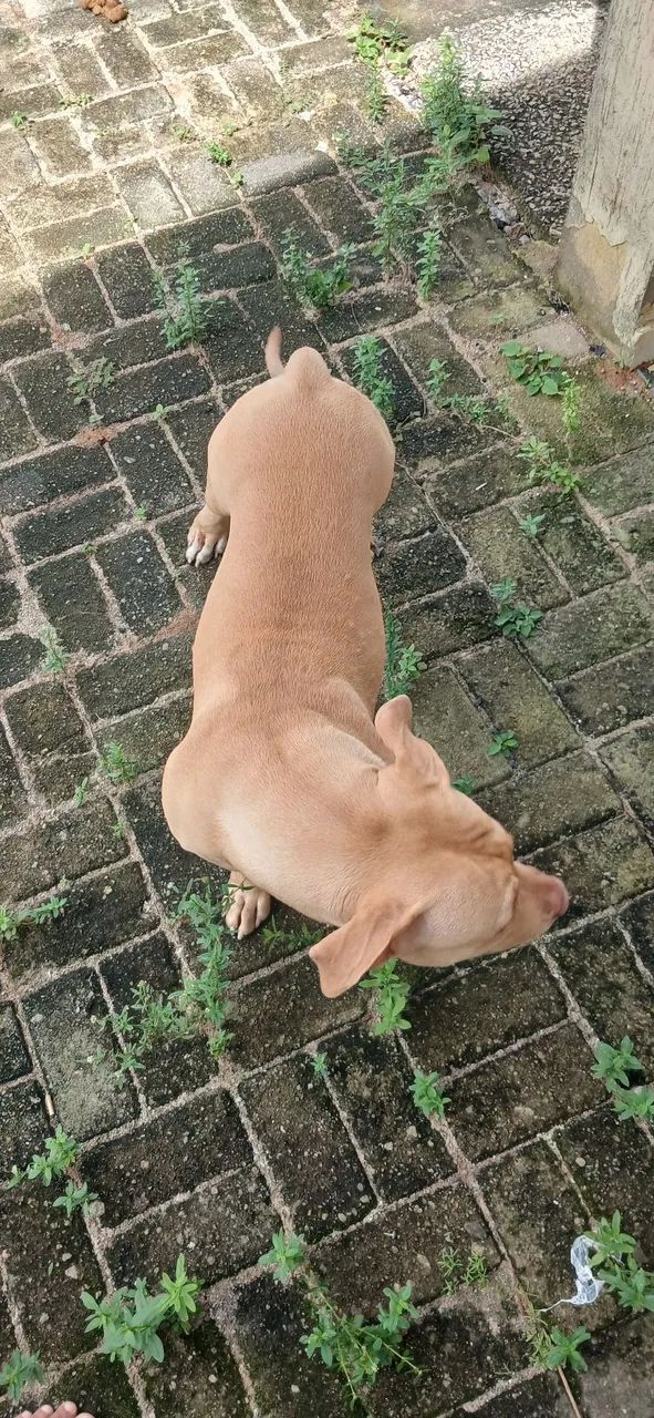 PITMONSTER 4 meses - Foto 5