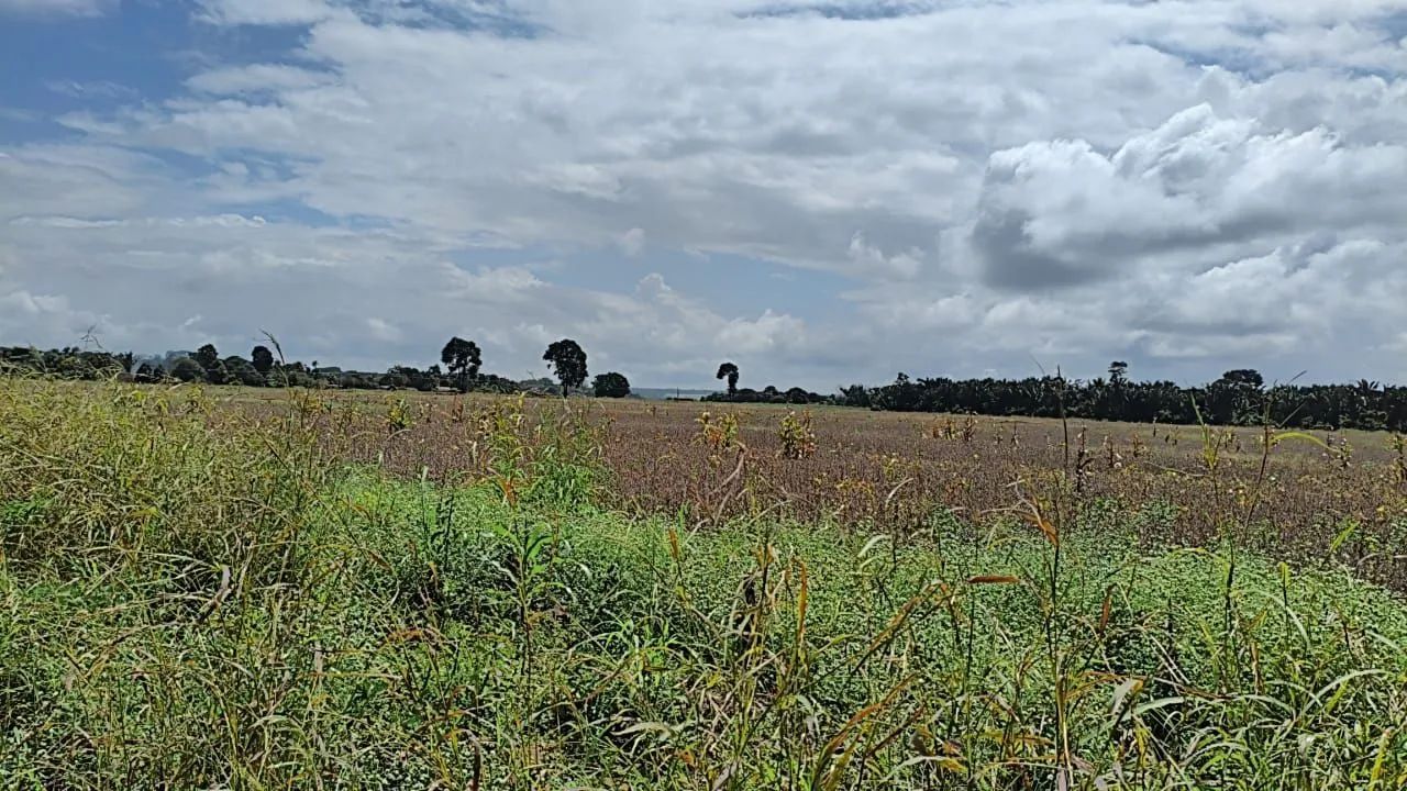 vendo terreno próximo a Belterra  - Foto 2