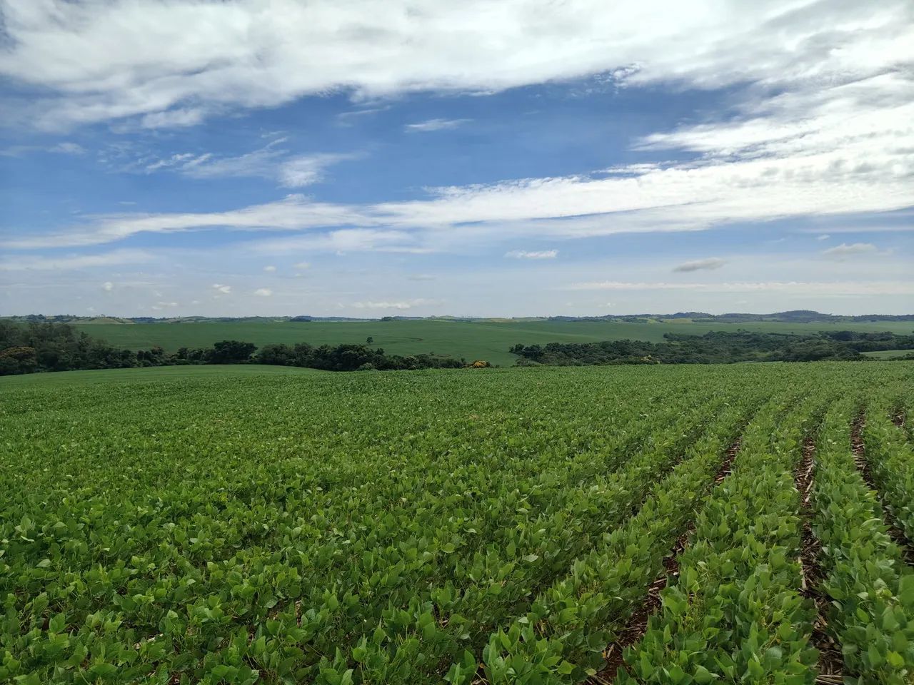 Sítio 50.82 hectares  de planta  - Foto 2