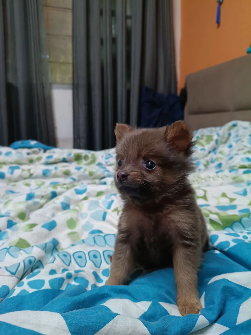Pets  - Foto 2