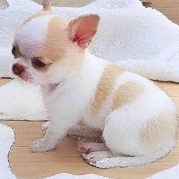 Chihuahua 