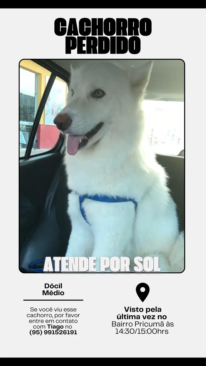 Procura-se Husky 