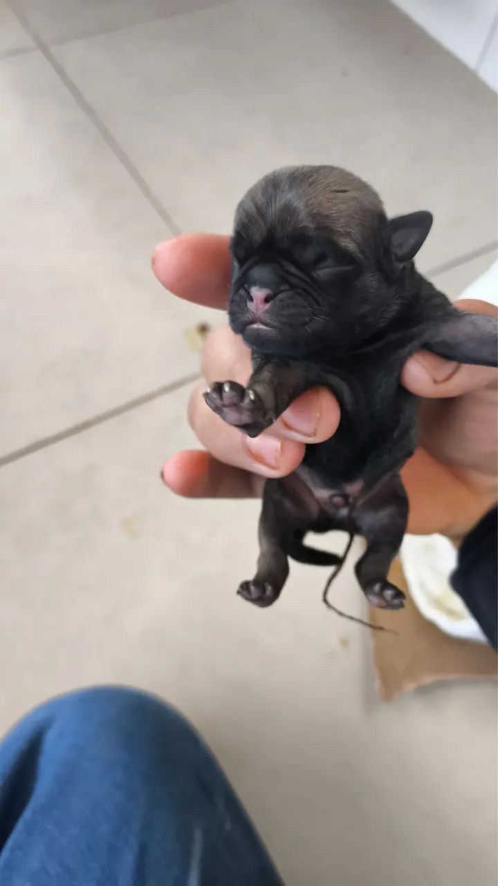 Filhotinhos de Pug  - Foto 4