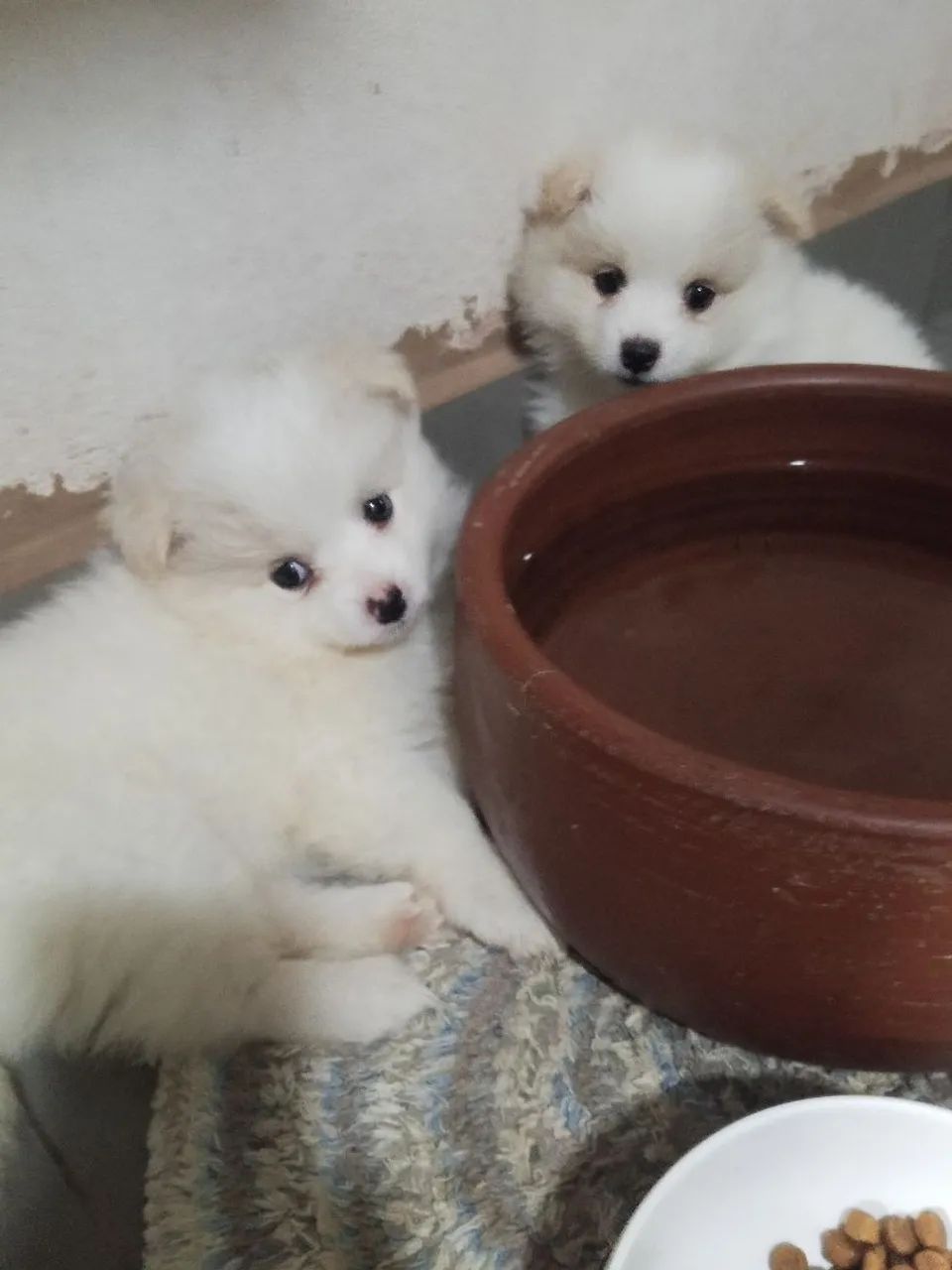 Spitz alemão lindas - Foto 3