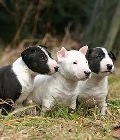 Bull terrier 