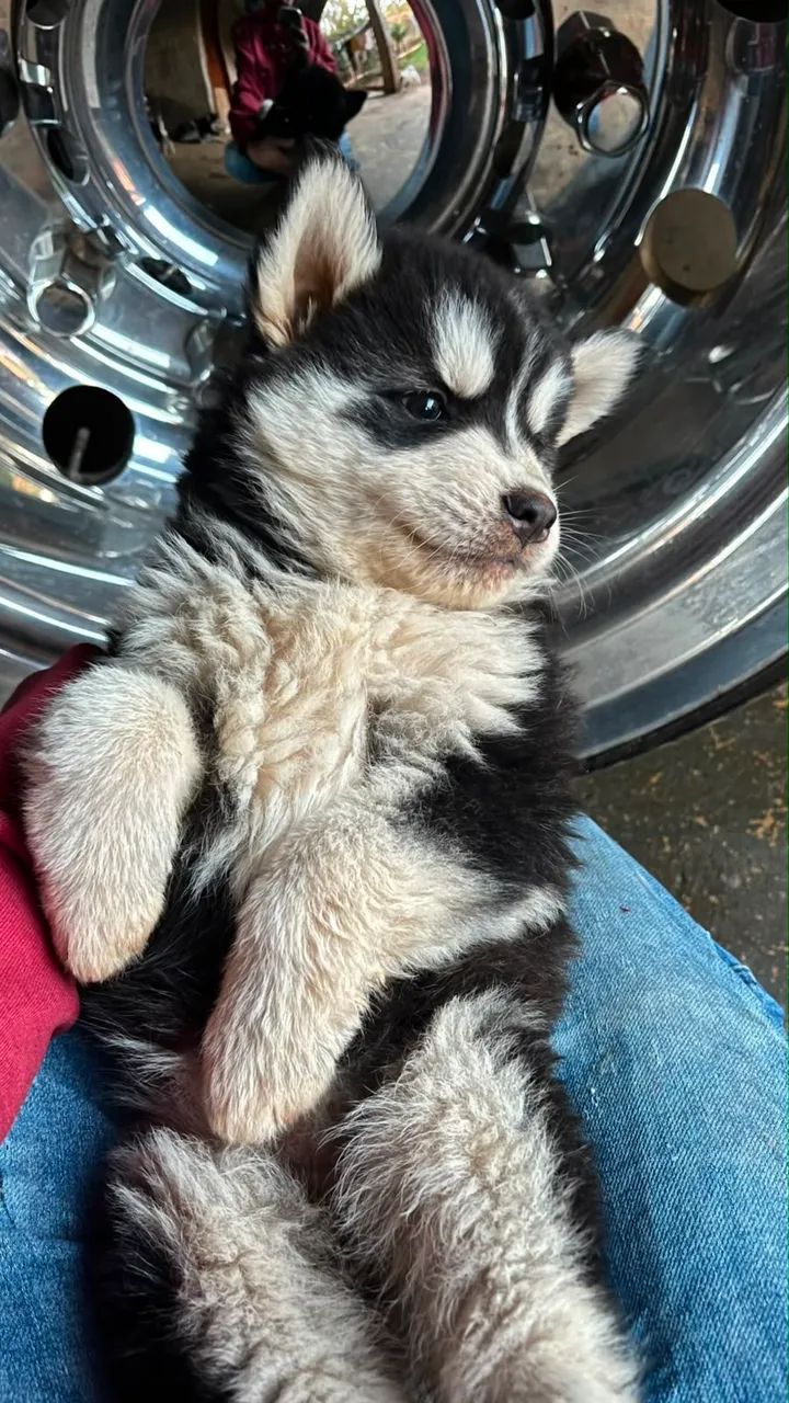 Filhotes Husky - Foto 2