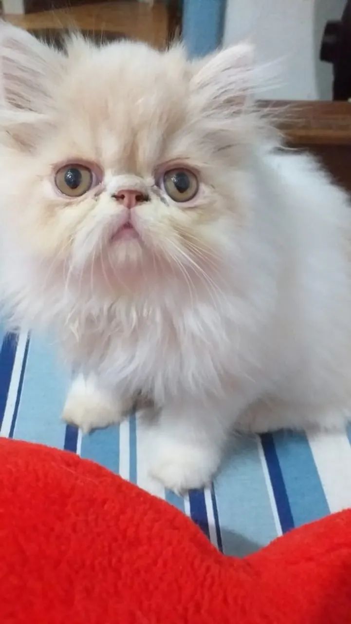Filhotes de Gato Persa