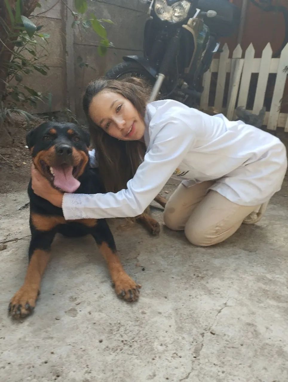 Rottweiler cabeça de touro  - Foto 4