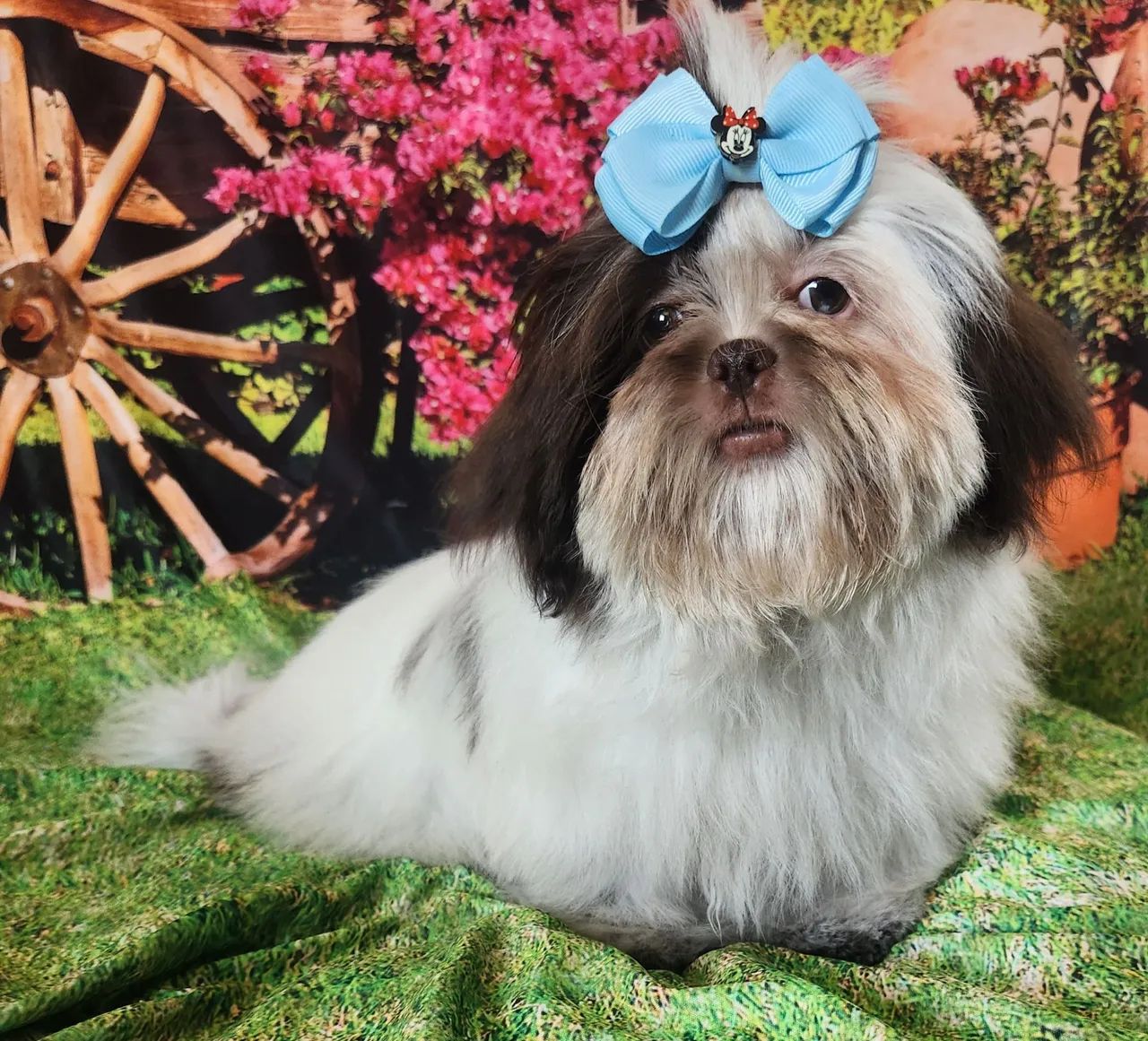 Shih tzu macho 