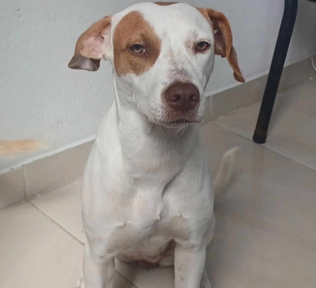 Cachorros - Foto 2