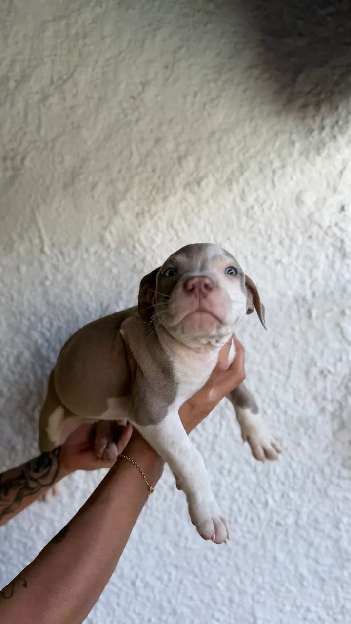 Filhotes de Pit Monster  - Foto 2