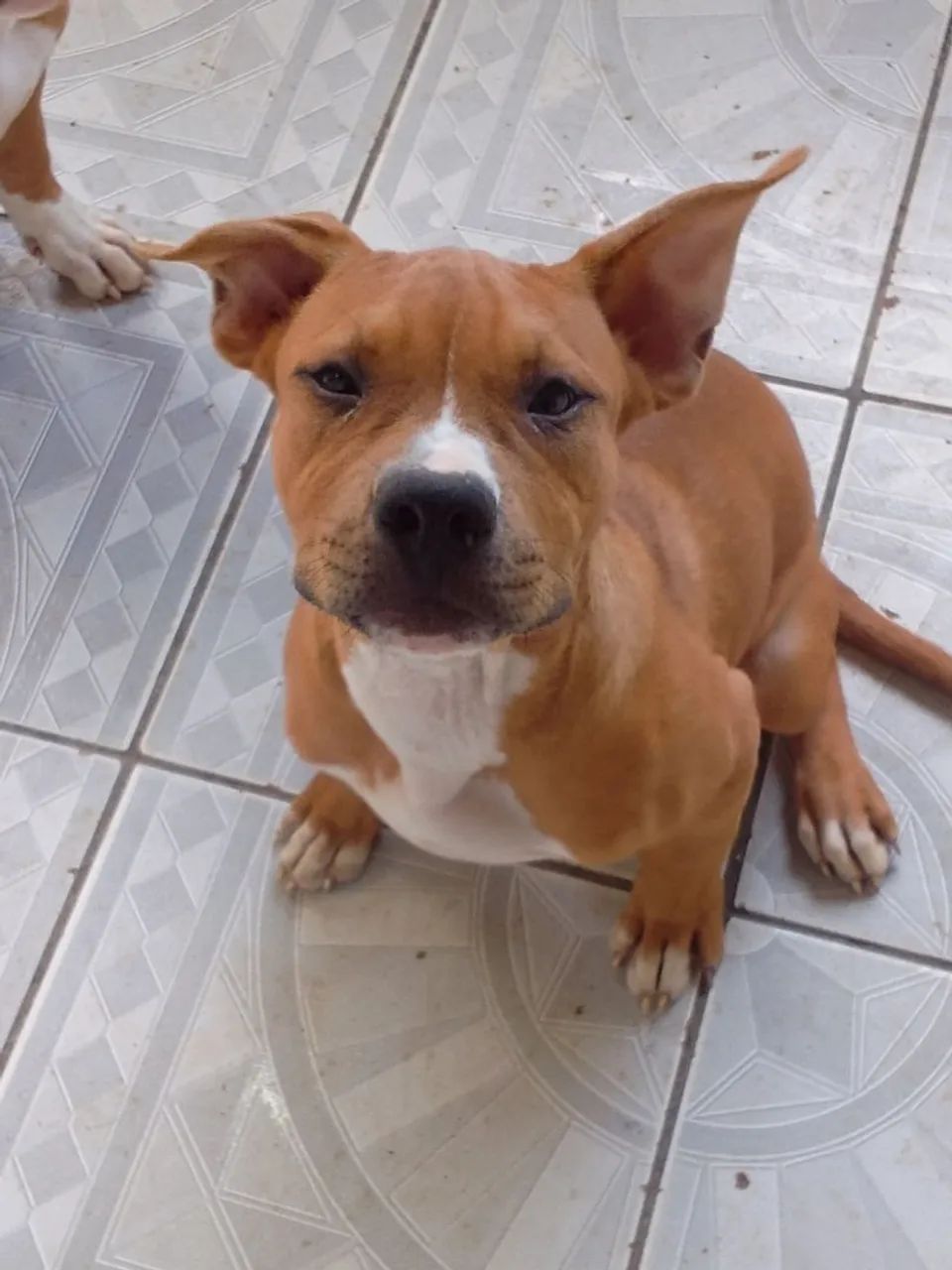 Cachorro 