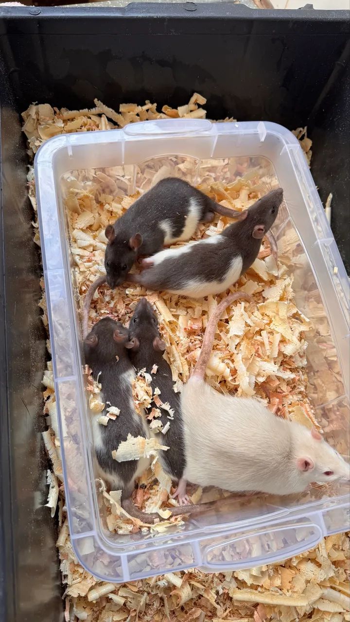 RATOS TWISTER  - Foto 3