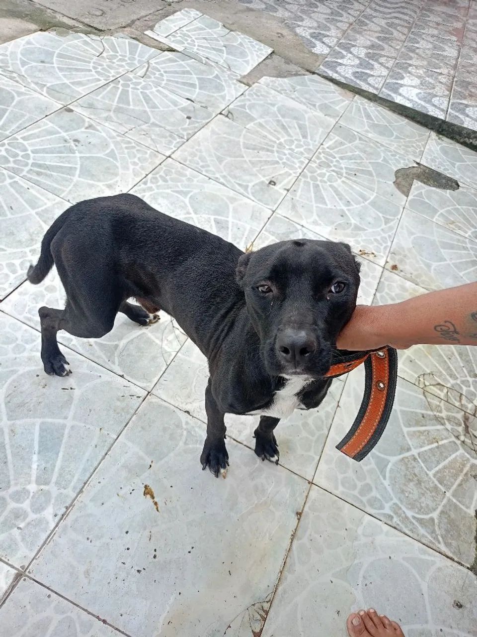 Cachorro para doação  - Foto 4