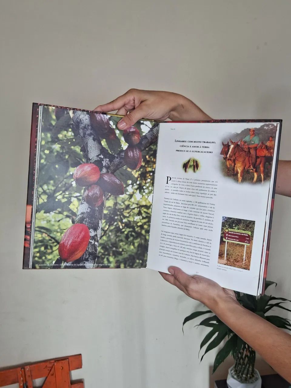 Livro O Cacau é Show - Foto 3