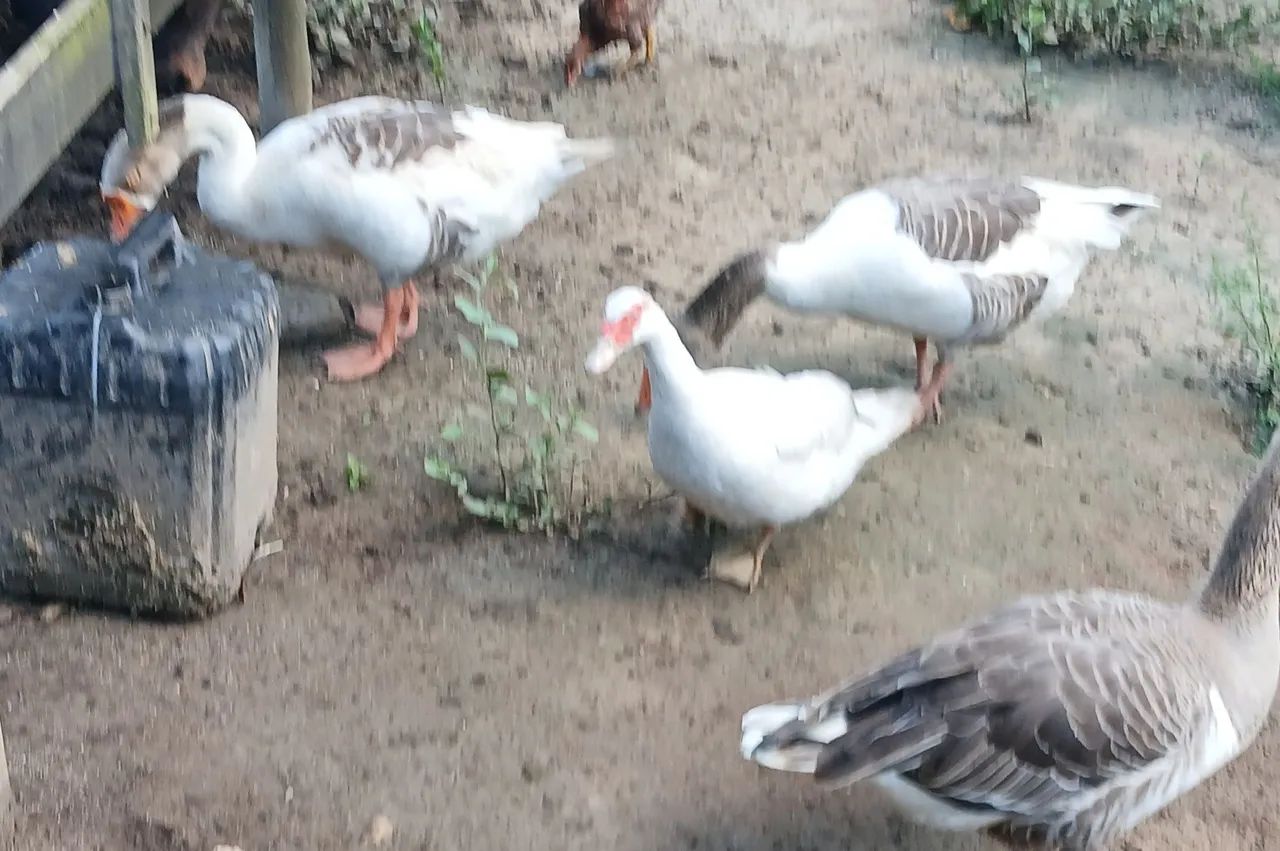 Gansos  - Foto 3