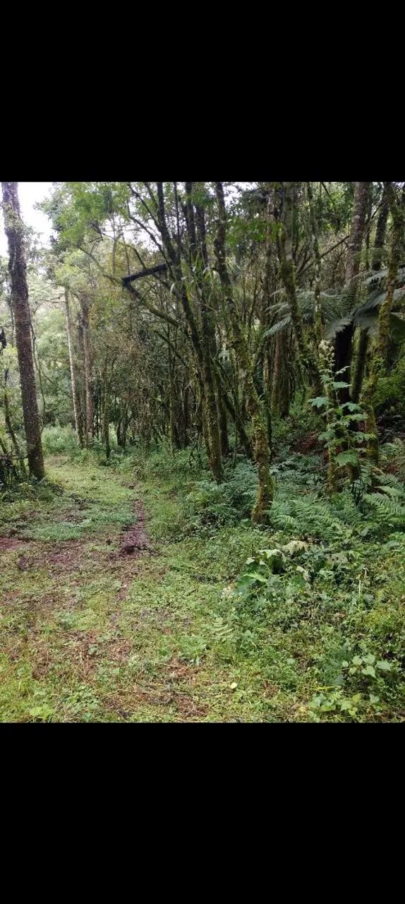 Terreno rural urubici - Foto 3
