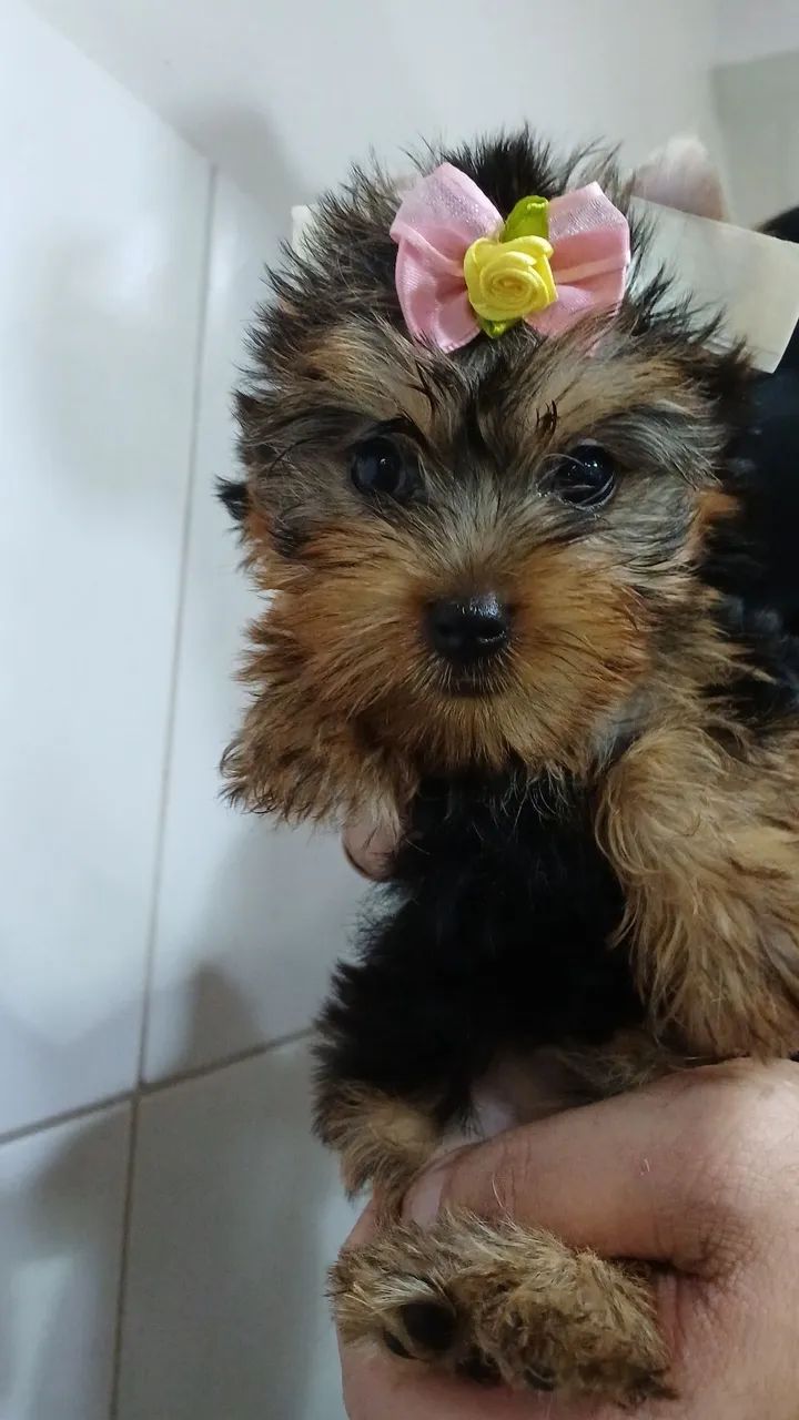 Lindos filhotes mine  de Yorkshire Terrier. - Foto 5
